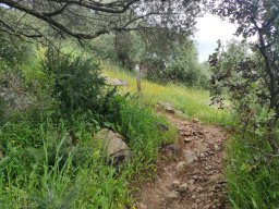 Flora del Cerro Masatrigo